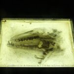 Maastricht wil Mosasaurus terughalen