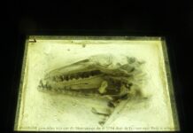 Maastricht wil Mosasaurus terughalen