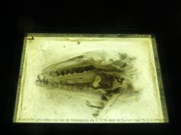 Maastricht wil Mosasaurus terughalen