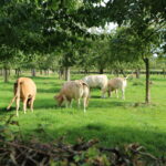 Op zaterdag 7 en 8 zondag september: Kunstweekend Cartils 2024