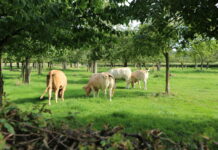 Op zaterdag 7 en 8 zondag september: Kunstweekend Cartils 2024