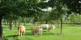 Op zaterdag 7 en 8 zondag september: Kunstweekend Cartils 2024