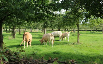 Op zaterdag 7 en 8 zondag september: Kunstweekend Cartils 2024