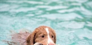 Hondenzwemmen op dierendag bij Mosaqua