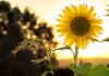 Lotenverkoop Zonnebloem
