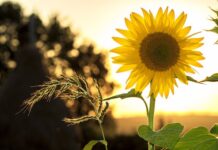 Opgetogen en hoopvol statement: Wonen Wittem bestaat 75 jaar!