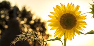 Jaarlijkse lotenverkoop Zonnebloem afdeling Vijlen