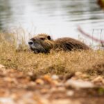 Kernoverleg Partij-Wittem hoopt op positieve natuurbeleving: Bever nu ook in Partij actief