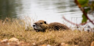 Kernoverleg Partij-Wittem hoopt op positieve natuurbeleving: Bever nu ook in Partij actief