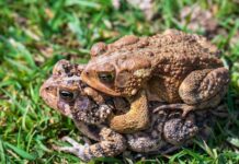 Veldekekrink “Um Mamelis” organiseert literaire, culturele en culinaire wandeling