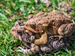 Veldekekrink “Um Mamelis” organiseert literaire, culturele en culinaire wandeling