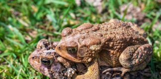 Dringend advies: matig uw snelheid! De Del maakt zich op voor de paddentrek