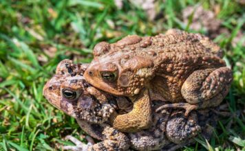 Dringend advies: matig uw snelheid! De Del maakt zich op voor de paddentrek