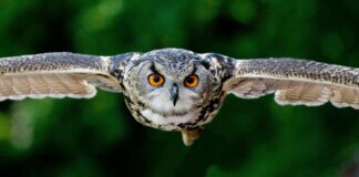 Ontwikkeling UilenwerkgroepZuid-Oost-Limburg-in-oprichting