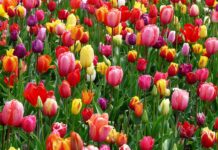 Op vrijdag 20 juni 2025 in Maastricht: Speciale Heiligdomsvaart-dag voor vrouwen vanwege hun bruggenbouwerfunctie