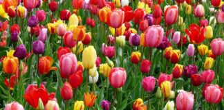 Zet een stille kracht in het zonnetje