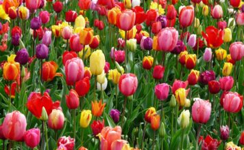 Op vrijdag 20 juni 2025 in Maastricht: Speciale Heiligdomsvaart-dag voor vrouwen vanwege hun bruggenbouwerfunctie