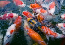 Kleurrijke juwelen in je eigen vijver: 20 juli lezing over koi karpers in Oos Heim Margraten