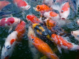 Kleurrijke juwelen in je eigen vijver: 20 juli lezing over koi karpers in Oos Heim Margraten