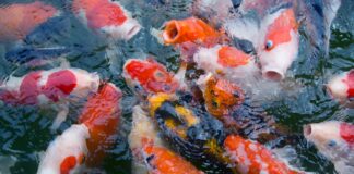 Kleurrijke juwelen in je eigen vijver: 20 juli lezing over koi karpers in Oos Heim Margraten