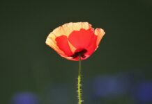 Op 16 oktober in Café Sport: Spelletjesavond ZijActief Eys