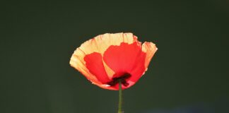 Na 20 edities in zwart-wit: Wiezer deurch de tsiet nr. 21, nu in kleur !