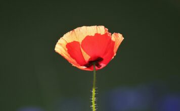 Na 20 edities in zwart-wit: Wiezer deurch de tsiet nr. 21, nu in kleur !