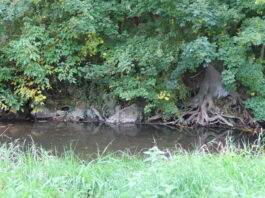 Op zaterdag 22 november: Natuurkrachtdag in het Geul- en Gulpdal