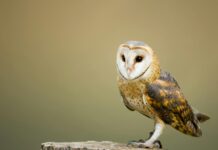 Inmiddels 15 actieve personen in de weer voor Uilenwerkgroep Zuidoost-Limburg-in-oprichting