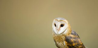 Inmiddels 15 actieve personen in de weer voor Uilenwerkgroep Zuidoost-Limburg-in-oprichting