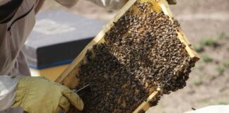 Vanaf 23 februari 2026 in Moorveld en in Geulle: Basiscursus Imkeren in Geulle