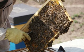 Vanaf 23 februari 2026 in Moorveld en in Geulle: Basiscursus Imkeren in Geulle