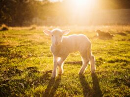 Op zaterdag 11 april: Uitnodiging Staatsbosbeheer voor Lammetjesdag 2026