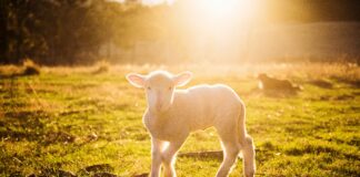 Op zaterdag 11 april: Uitnodiging Staatsbosbeheer voor Lammetjesdag 2026