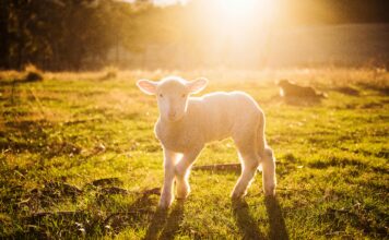 Op zaterdag 11 april: Uitnodiging Staatsbosbeheer voor Lammetjesdag 2026