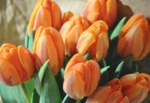 Bij de BMA in Lemiers: Op maandag 27 april extra gratis feest in verband met Koningsdag 2026!