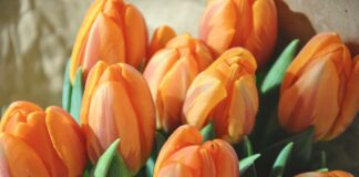 Bij de BMA in Lemiers: Op maandag 27 april extra gratis feest in verband met Koningsdag 2026!