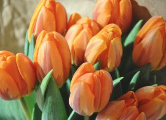 Bij de BMA in Lemiers: Op maandag 27 april extra gratis feest in verband met Koningsdag 2026!