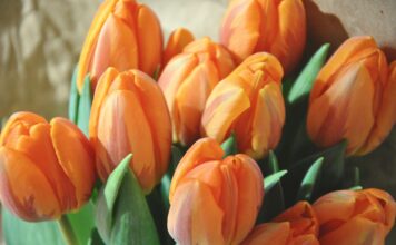 Bij de BMA in Lemiers: Op maandag 27 april extra gratis feest in verband met Koningsdag 2026!