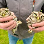 Stand van zaken februari 2026: Uilenwerkgroep Zuidoost-Limburg