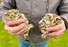 Stand van zaken februari 2026: Uilenwerkgroep Zuidoost-Limburg