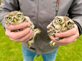 Stand van zaken februari 2026: Uilenwerkgroep Zuidoost-Limburg