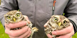 Stand van zaken februari 2026: Uilenwerkgroep Zuidoost-Limburg