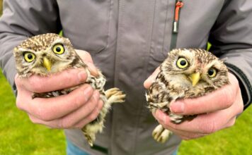 Stand van zaken februari 2026: Uilenwerkgroep Zuidoost-Limburg