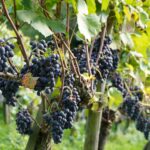Negende editie buiten bij Café ’t Flaterke: Margratens Wijnfeest op zondag 6 september!