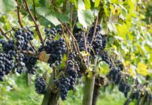 Negende editie buiten bij Café ’t Flaterke: Margratens Wijnfeest op zondag 6 september!
