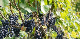 Negende editie buiten bij Café ’t Flaterke: Margratens Wijnfeest op zondag 6 september!