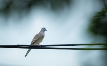 Medio oktober 2026 viering 100-jarig jubileum: Een eeuw Postduivenvereniging De Eendracht Mechelen