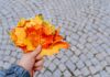 Herfst in het Heuvelland: op deze plekken staan bladkorven in 2026