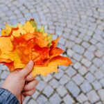 Herfst in het Heuvelland: op deze plekken staan bladkorven in 2026